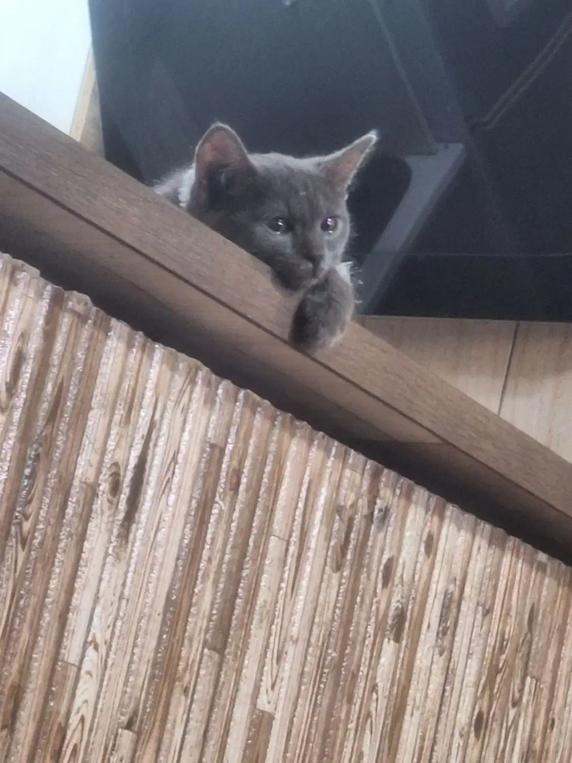 یک‌عدد‌گربه‌بریتیش|گربه|تبریز, |دیوار