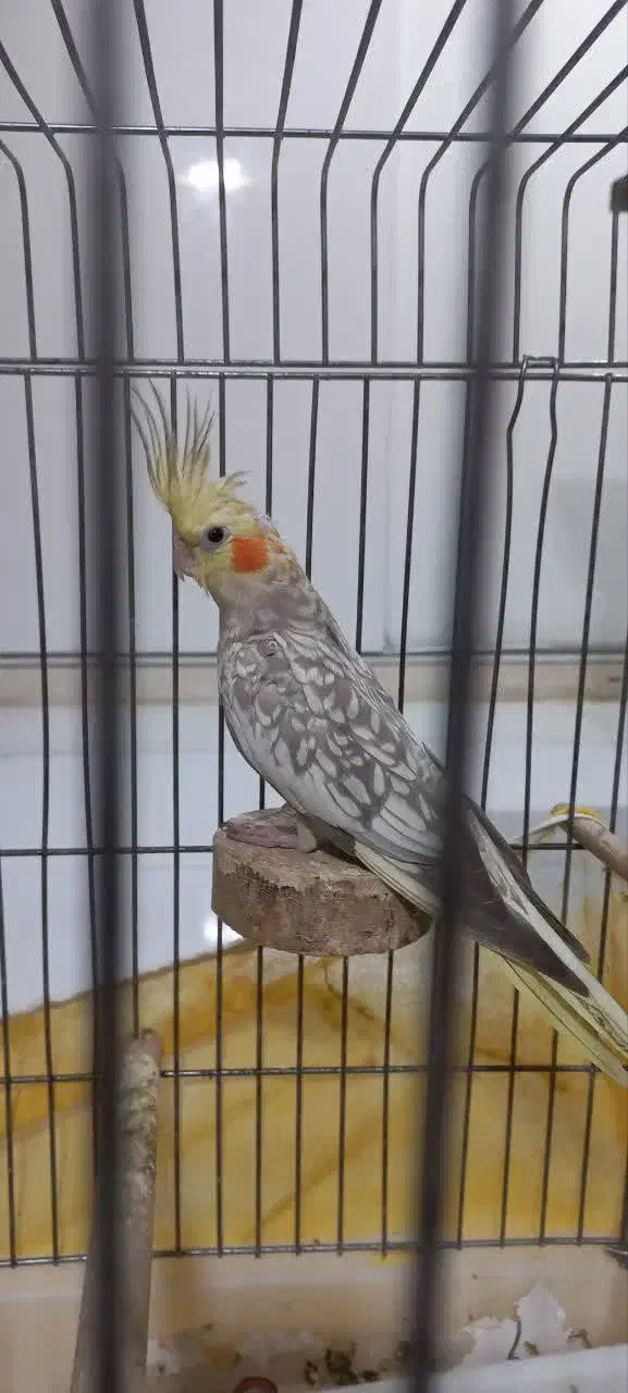 عروس هلندی|پرنده|ری, سیزده آبان|دیوار