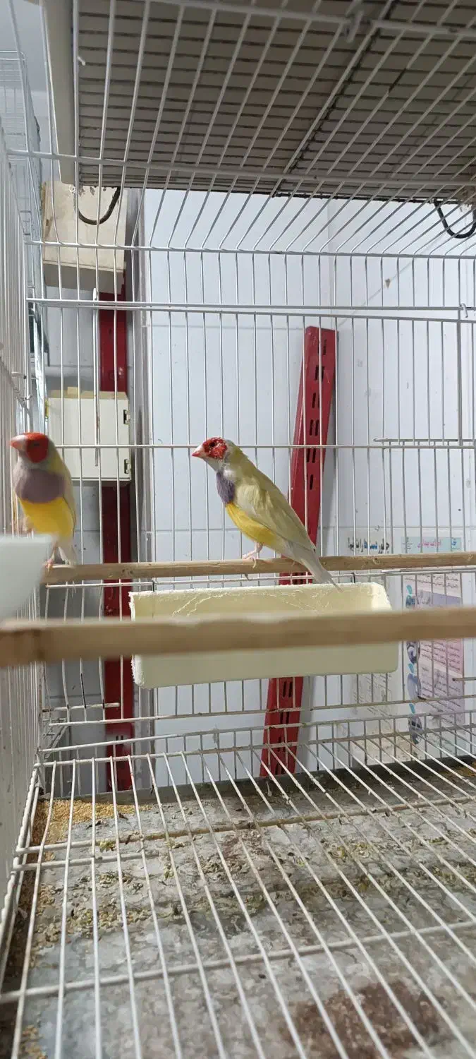 فنچ گلدین|پرنده|ساری, |دیوار