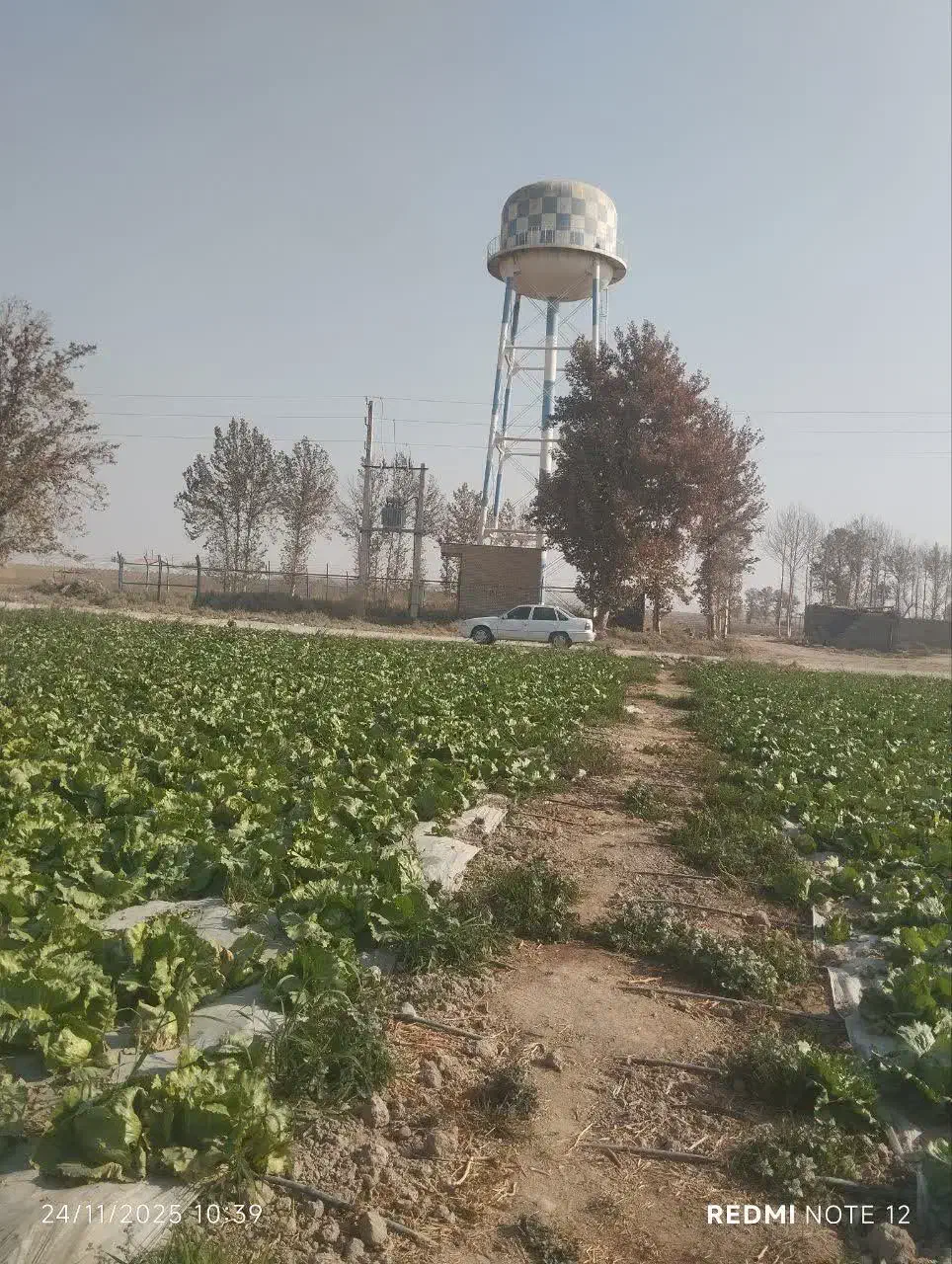 ۷۰۰۰ متر کاهو سالادی|گل و گیاه طبیعی|جوادآباد, |دیوار