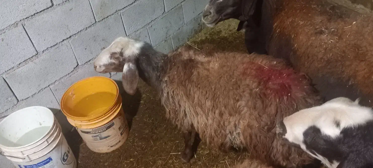 بره|حیوانات مزرعه|نهاوند, |دیوار