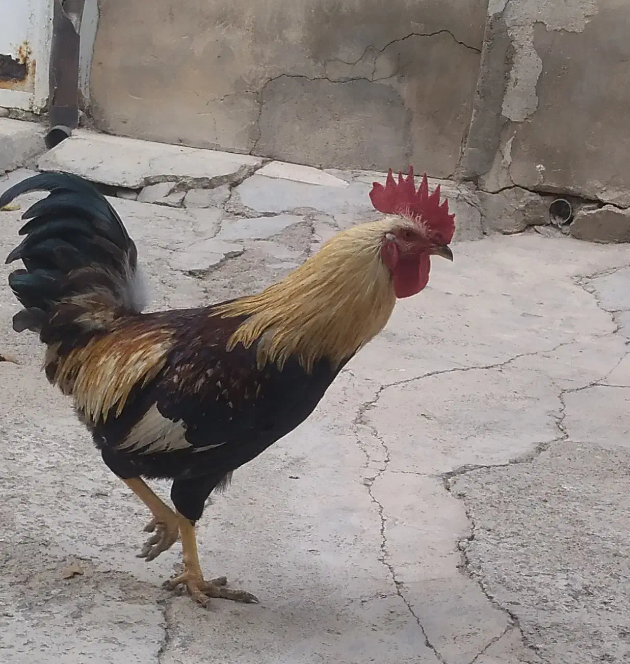 خروس محلی|حیوانات مزرعه|ضیاء آباد, |دیوار