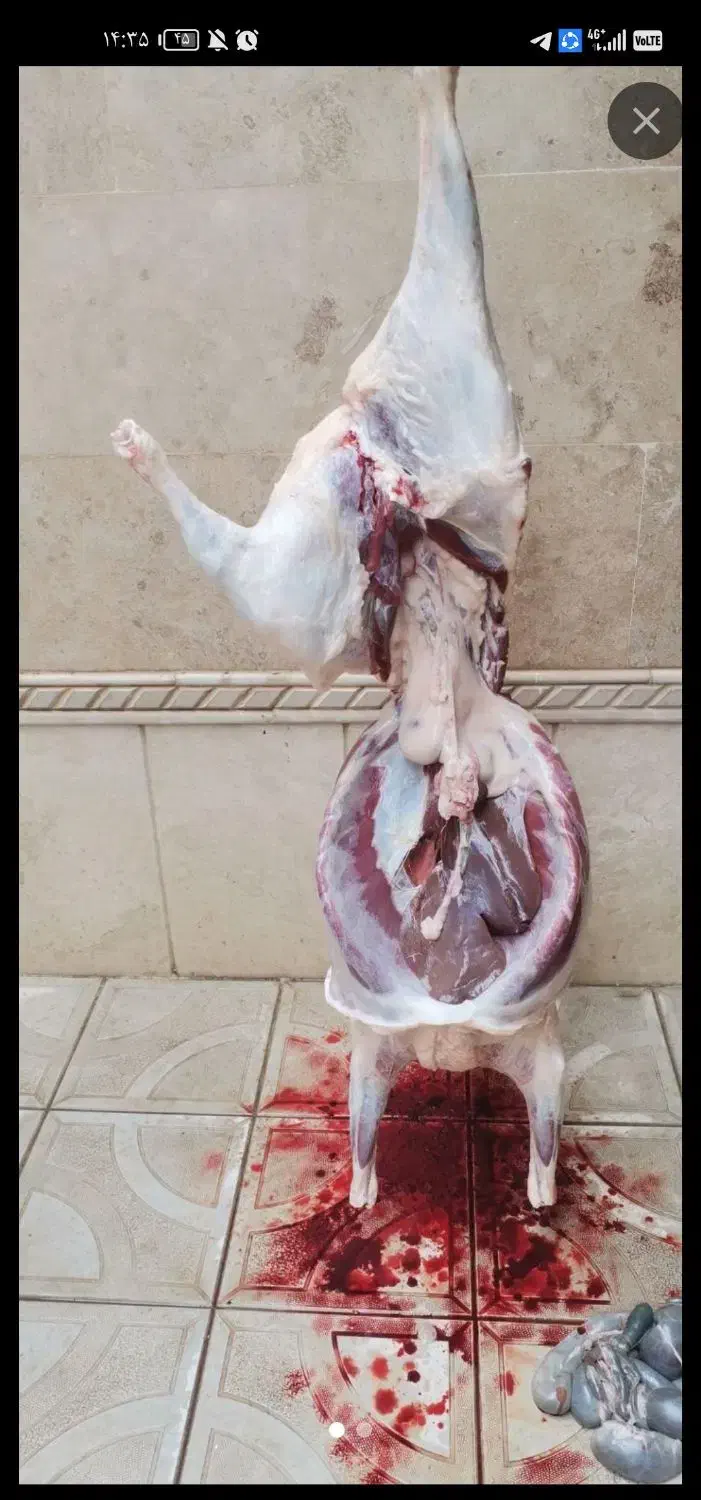 ذبح و سلاخی گوسفند. مرند وحومه|خدمات پذیرایی، مراسم|مرند, |دیوار