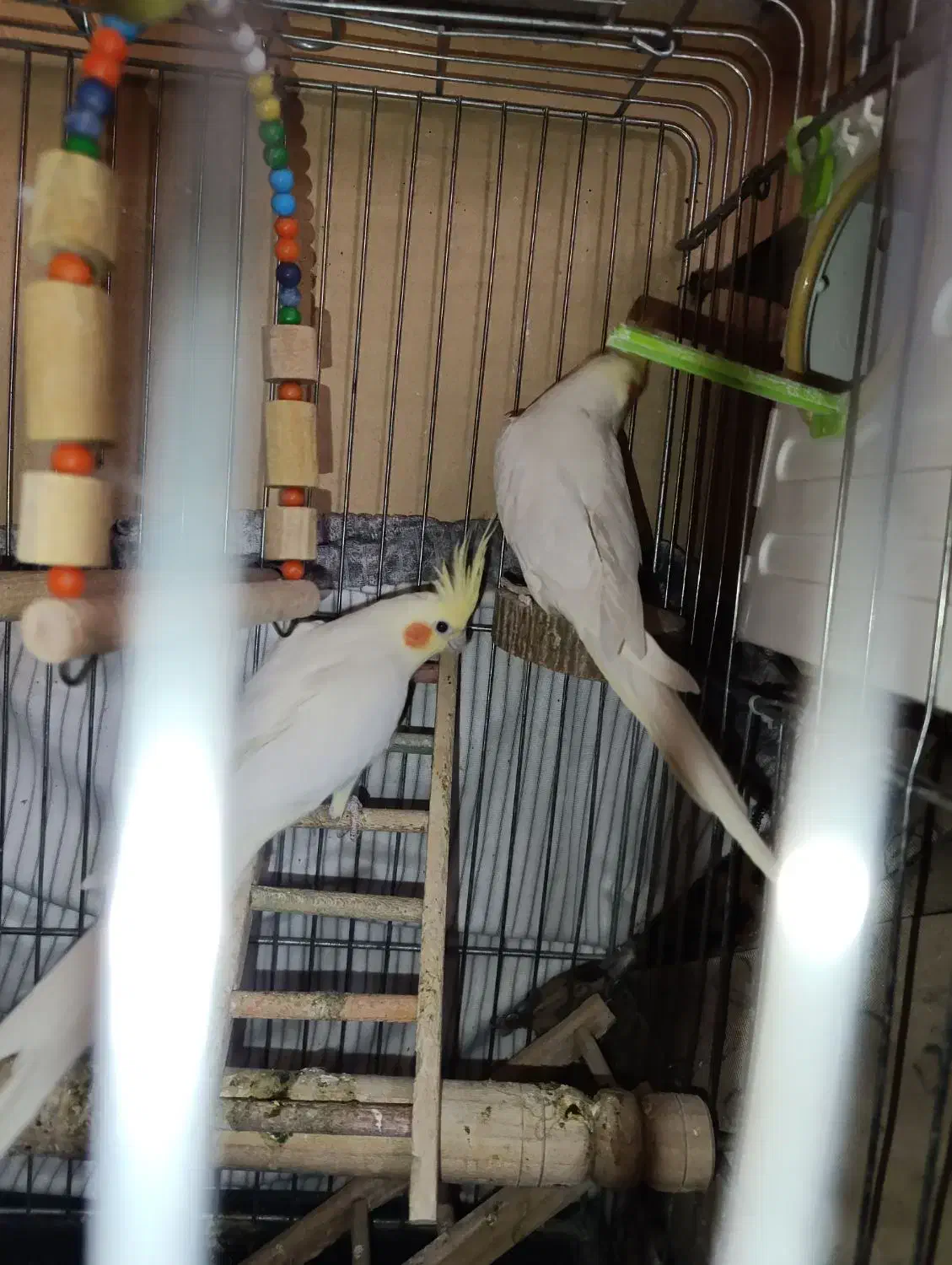 عروس هلندی لوتینو|پرنده|پاکدشت, شهرک امام رضا|دیوار