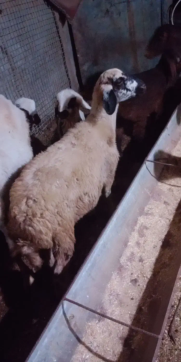 گوسفند آس توقلی لنگه دوقلو هنوز قوچ نخورده|حیوانات مزرعه|خان ببین, |دیوار