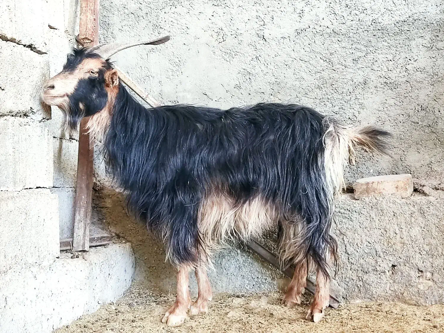 بز،آبستن تیشتر هل گلابی  در وحدتیه|حیوانات مزرعه|وحدتیه, |دیوار