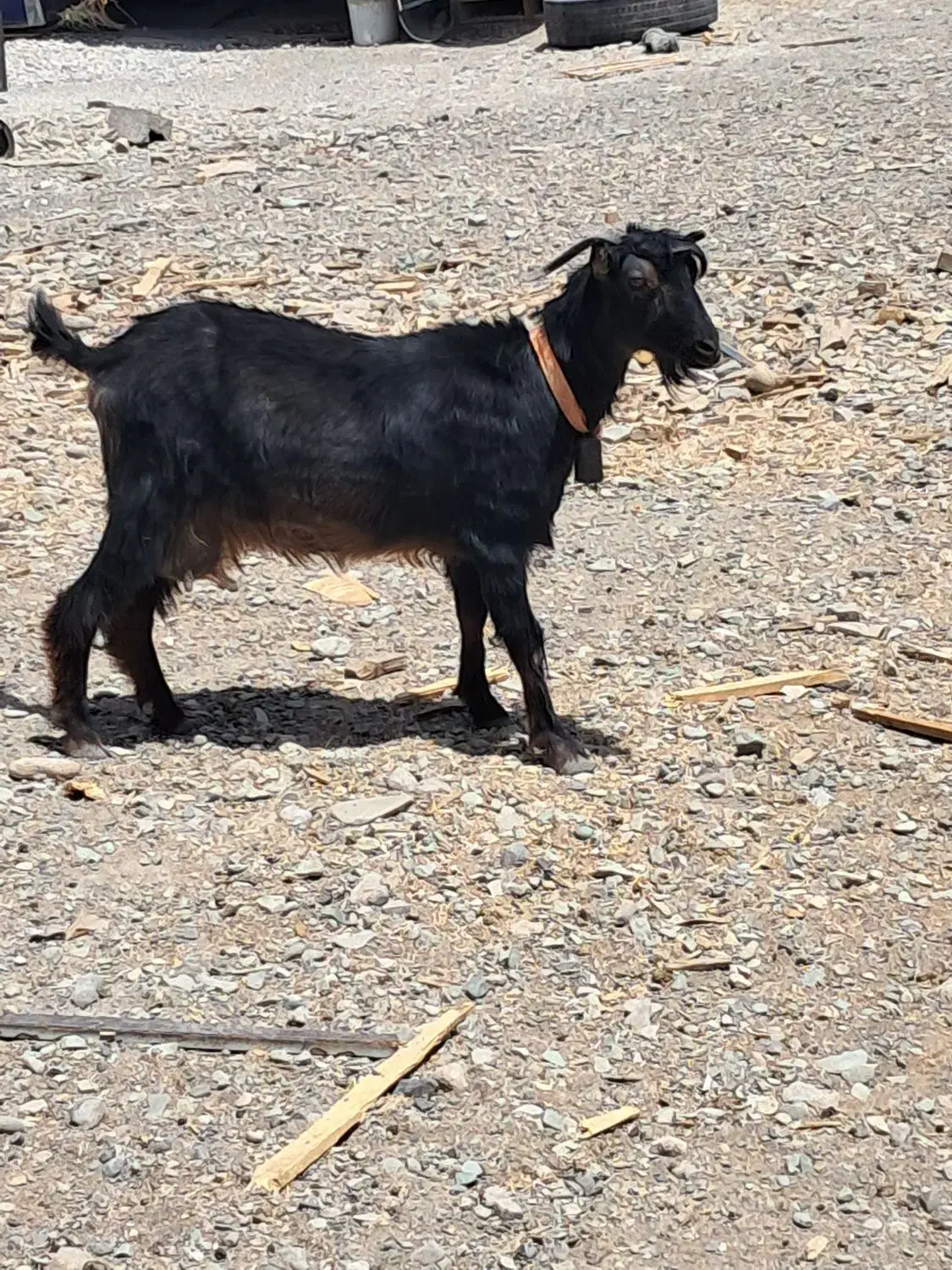 یک عدد بز ماده آوستن|حیوانات مزرعه|محمدشهر, ولدآباد|دیوار