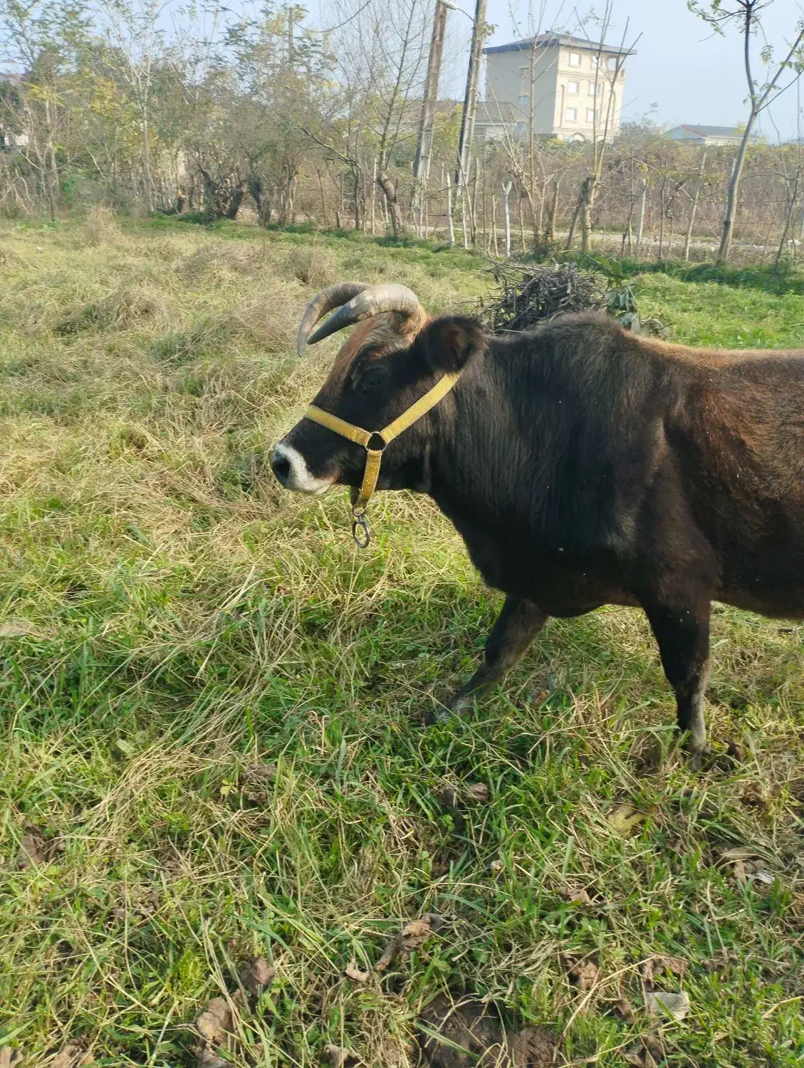 گاو فروشی.چهار ماهه حامله|حیوانات مزرعه|تالش, جوکندان|دیوار