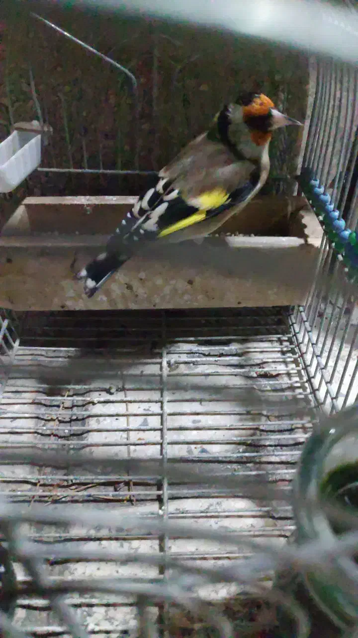 سهره دورگ|پرنده|شیراز, میرزاکوچک خان|دیوار