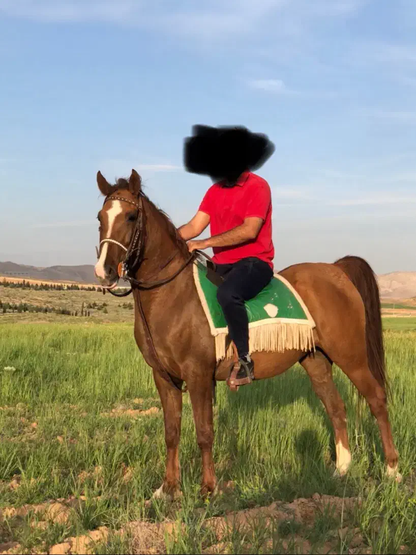 اسب|اسب و تجهیزات اسبسواری|شیراز, گویم|دیوار