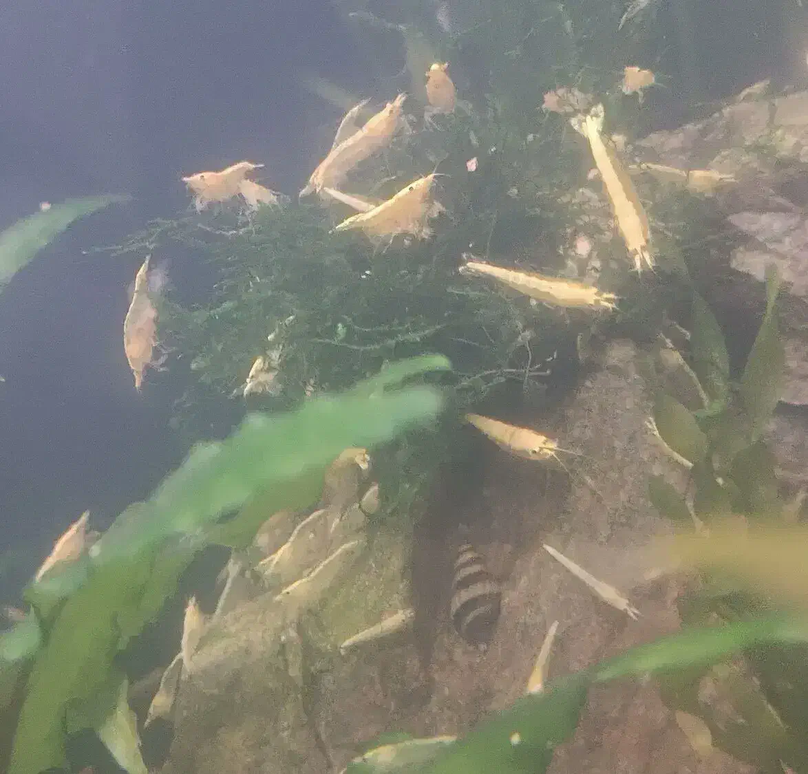 می گو زرد و قرمز|ماهی|کرمانشاه, |دیوار