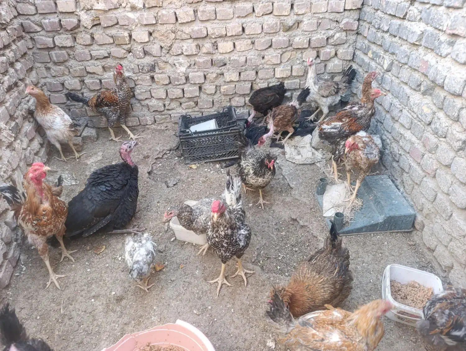 مرغ و جوجه محلی زیر مرغی|حیوانات مزرعه|زابل, |دیوار