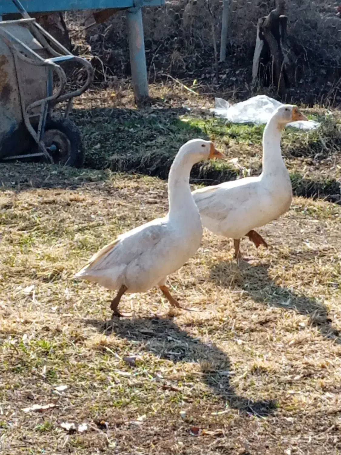 فروشی|حیوانات مزرعه|خوی, |دیوار