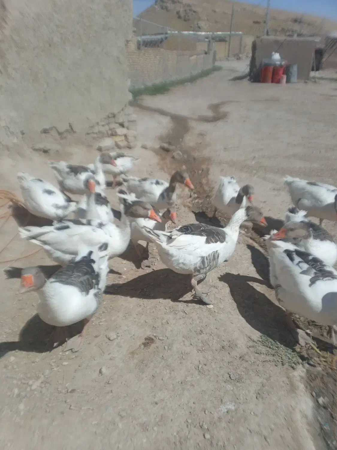 غاز محلی  اصل  قیمت یک ملیون|حیوانات مزرعه|قیدار, |دیوار