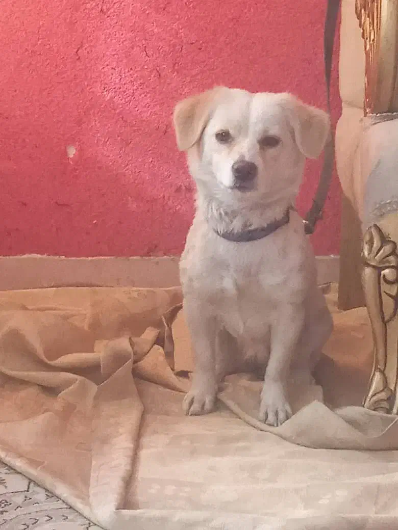 گمشده سگ|حیوانات|کرج, باغستان|دیوار