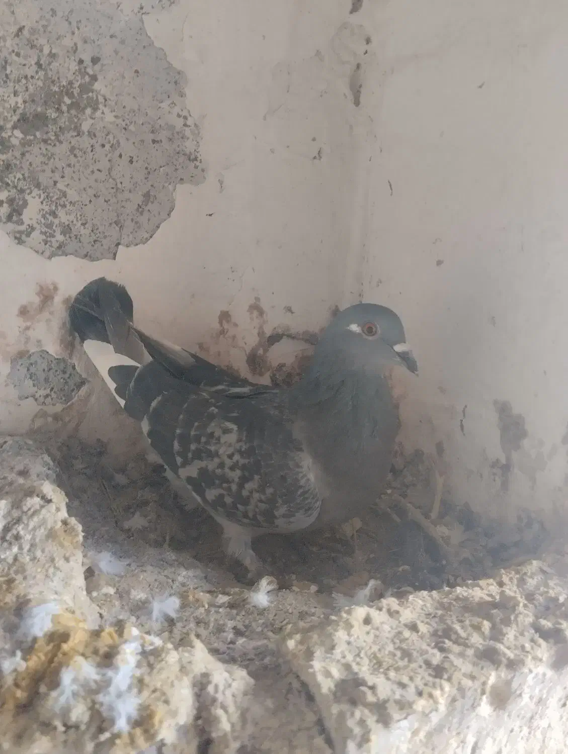 کبوتر|پرنده|تربتحیدریه, فرمانداری|دیوار