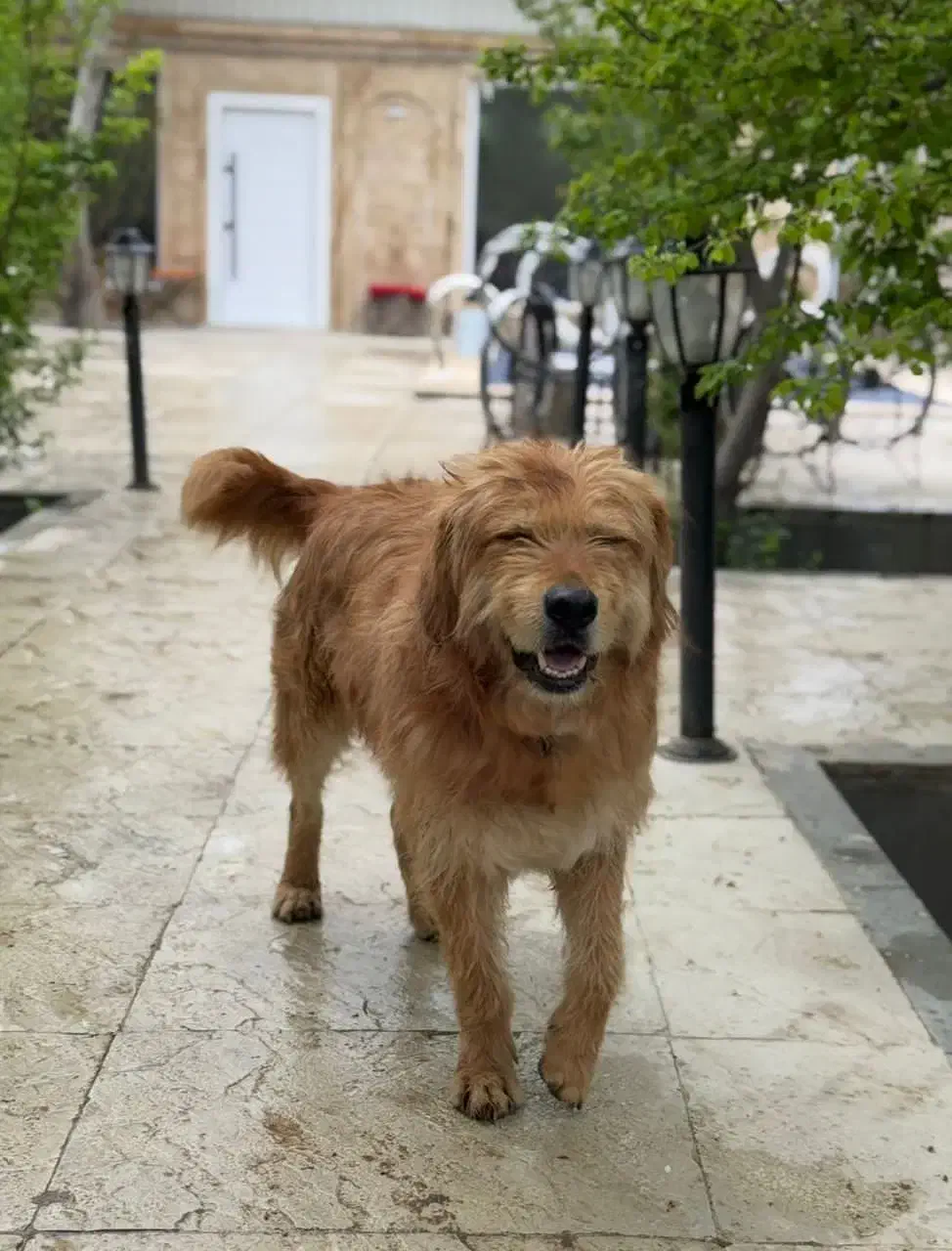 سگ گم شده|حیوانات|شهریار, بکه|دیوار