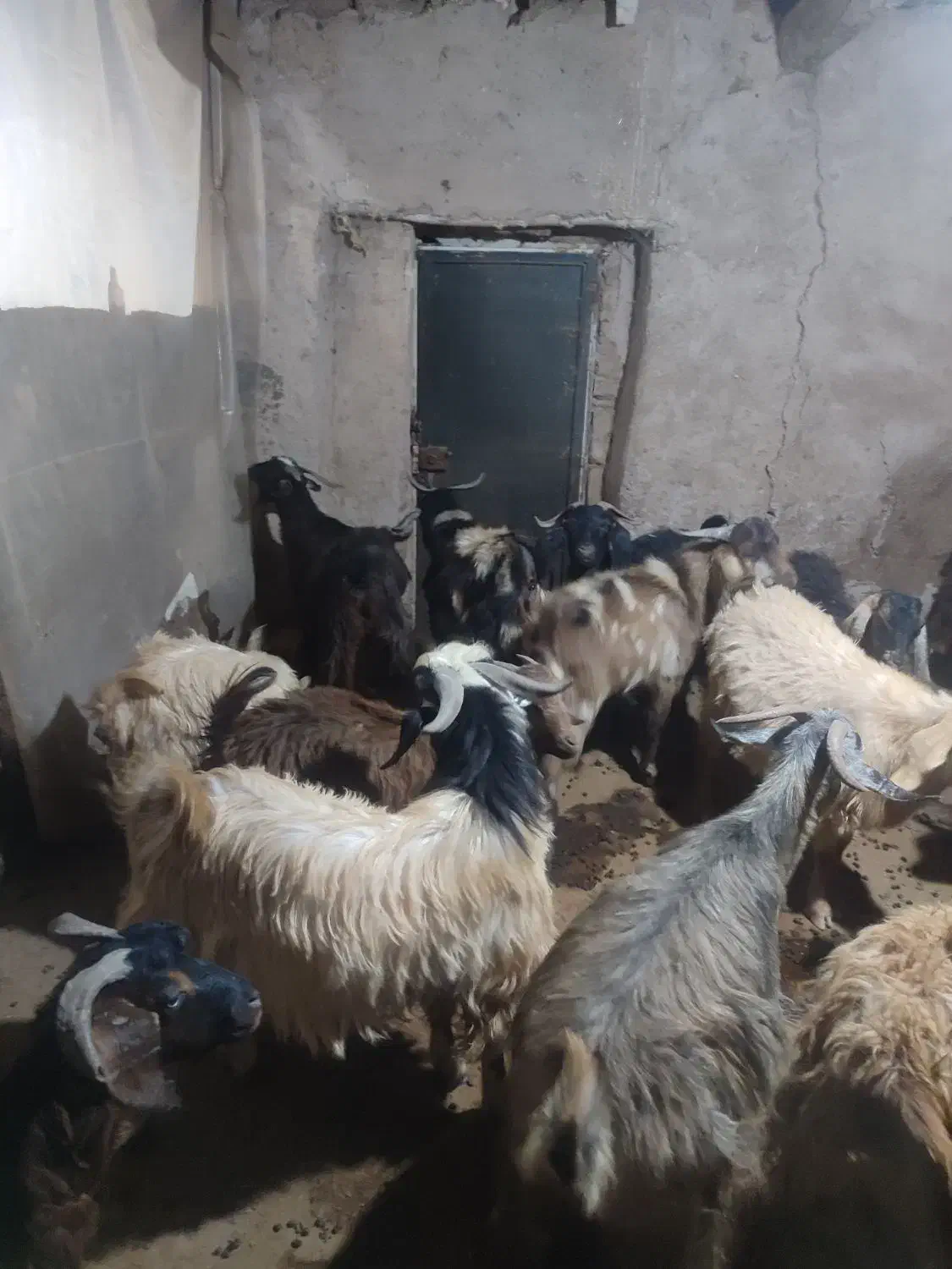 هفت عدد نر بز|حیوانات مزرعه|تاکستان, |دیوار