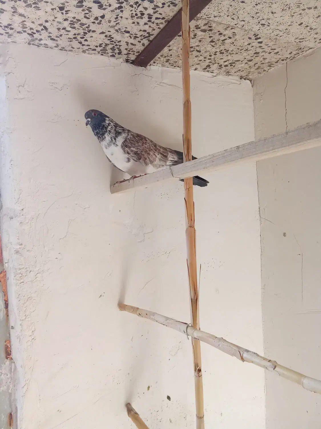 فروش دو عدد کبوتر پرشی|پرنده|مهدی شهر, |دیوار