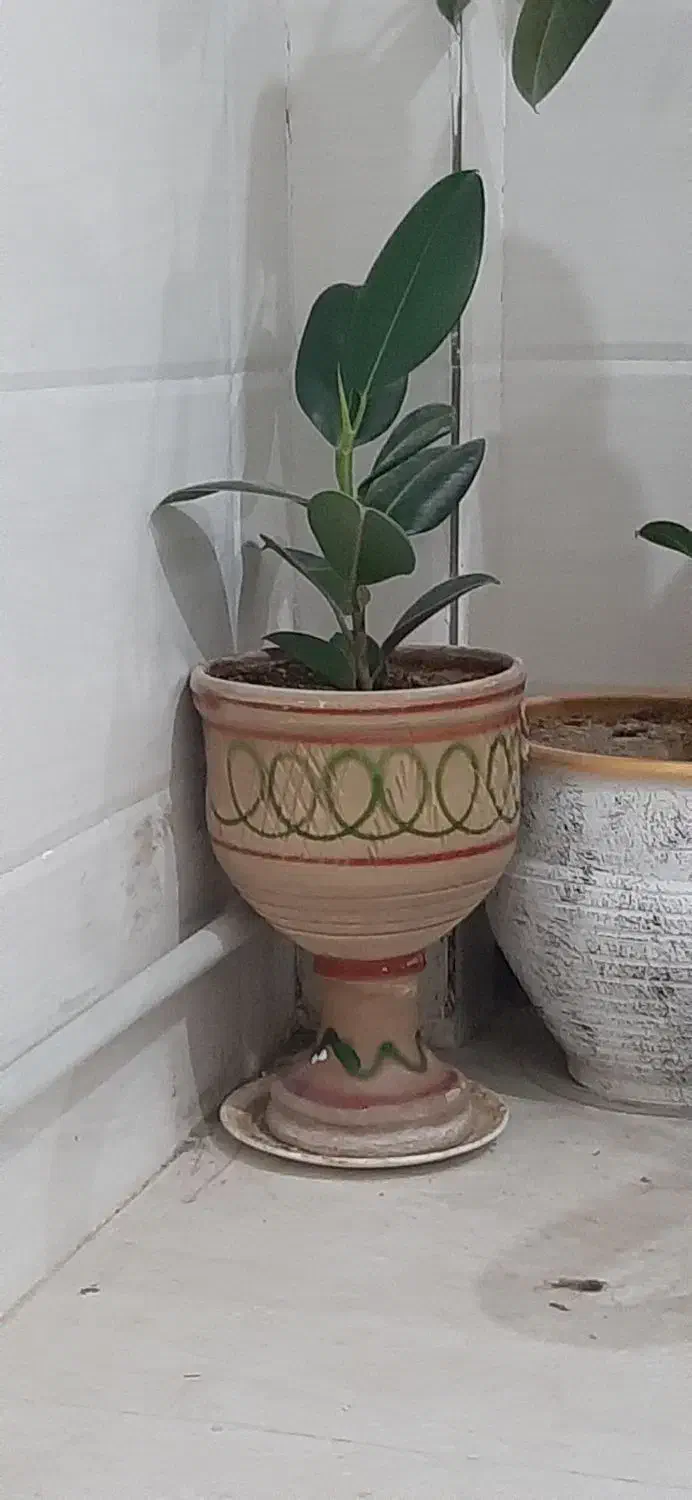 گل فیکوس|گل و گیاه طبیعی|قیدار, |دیوار