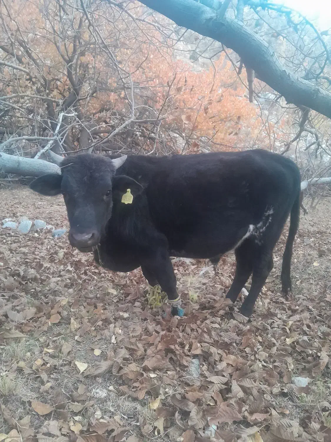 فروش جلب فوری  خریدار واقعی|حیوانات مزرعه|درب بهشت, |دیوار