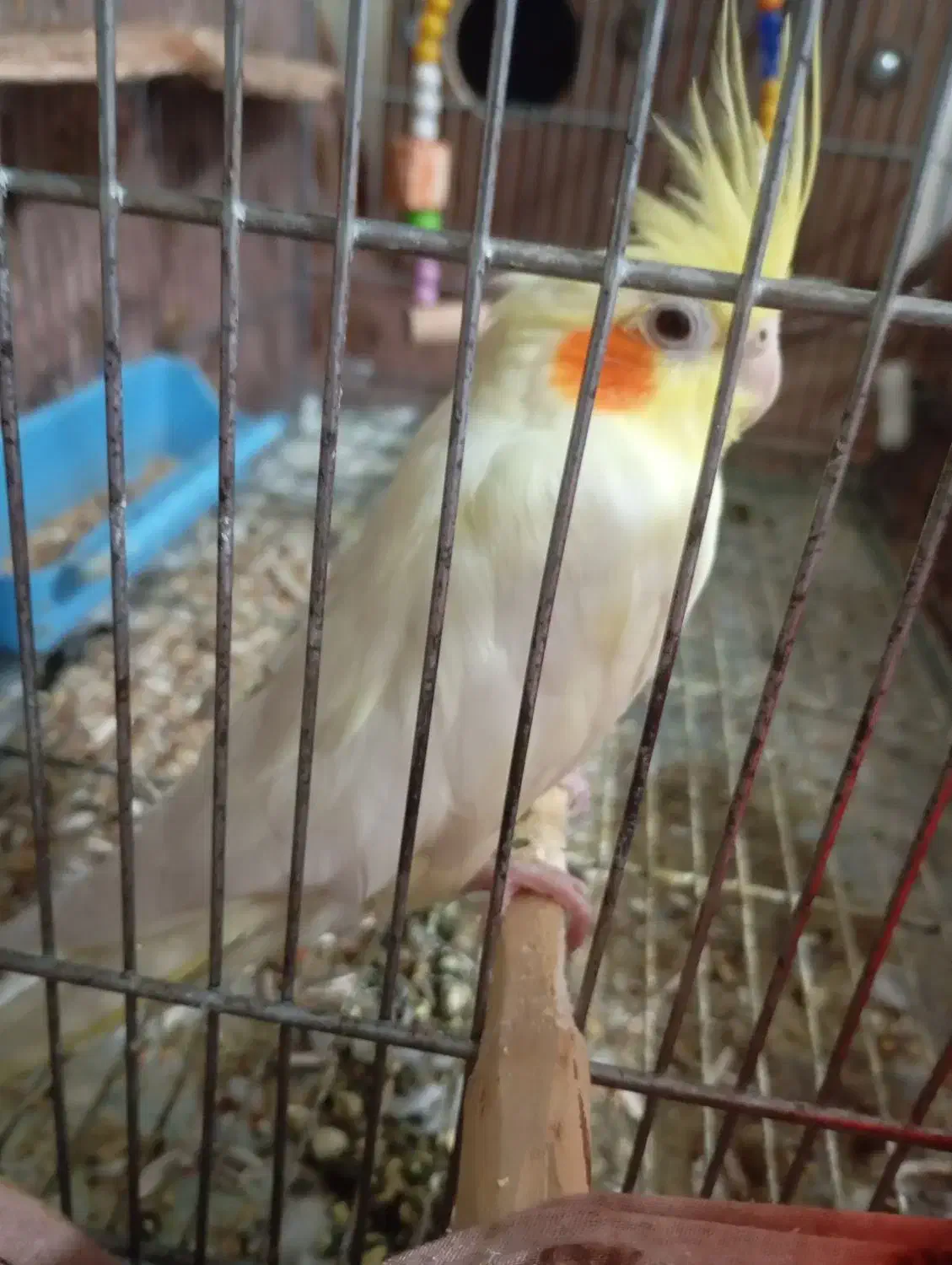 عروس هلندی|پرنده|فولادشهر, سایت صنعتی کاوه|دیوار