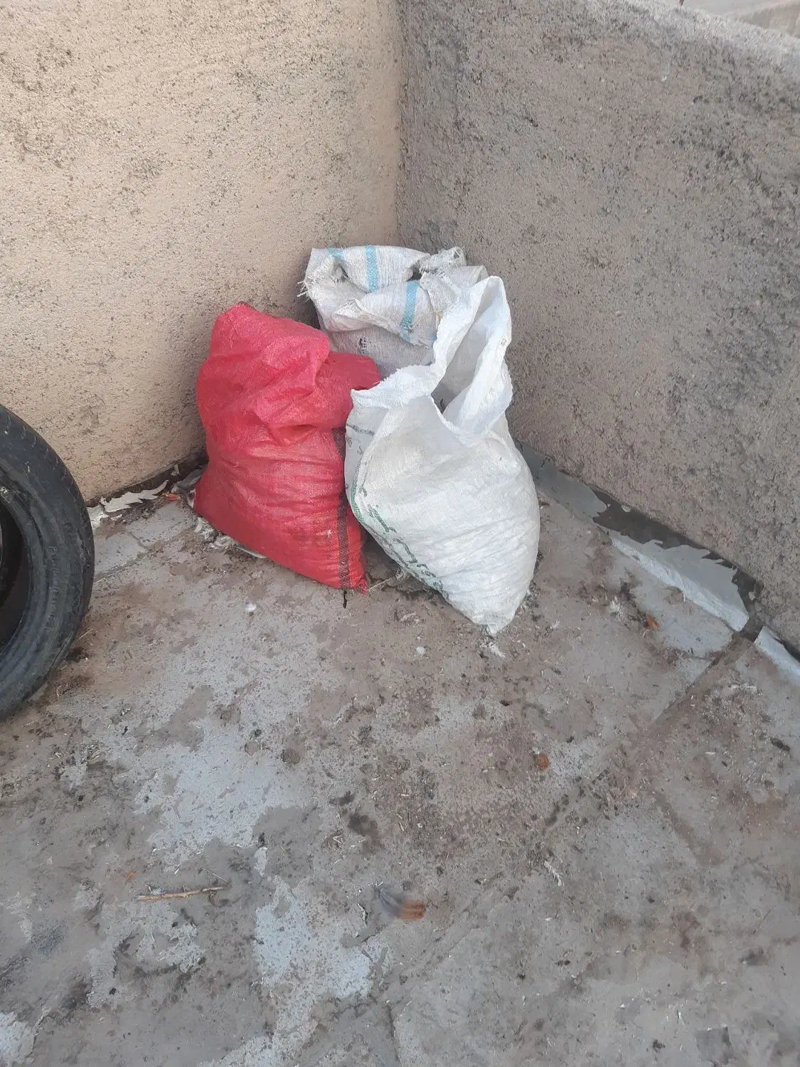 کودکبوتر سه گونی|گل و گیاه طبیعی|الوند, |دیوار