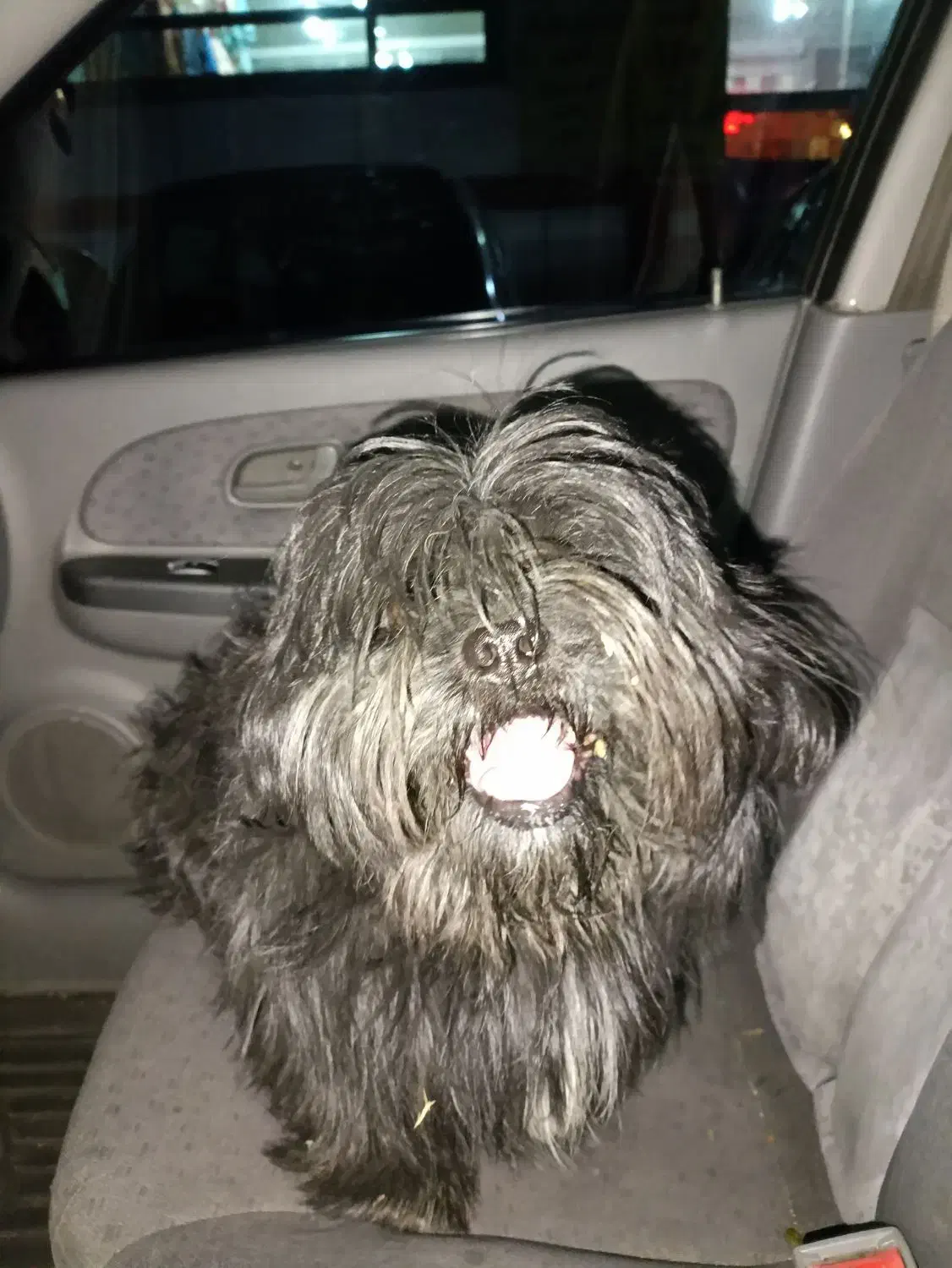 حیوان خانگی سگ|سگ|پردیس, فاز ۶|دیوار