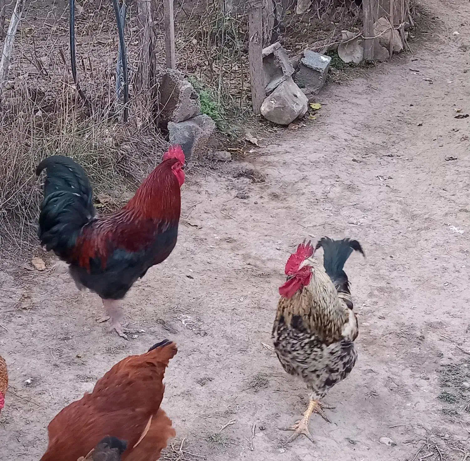 خروس|پرنده|گلی داغ, |دیوار