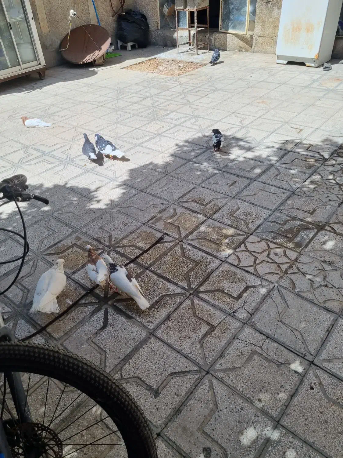 کفتر|پرنده|شیراز, گلکوب|دیوار
