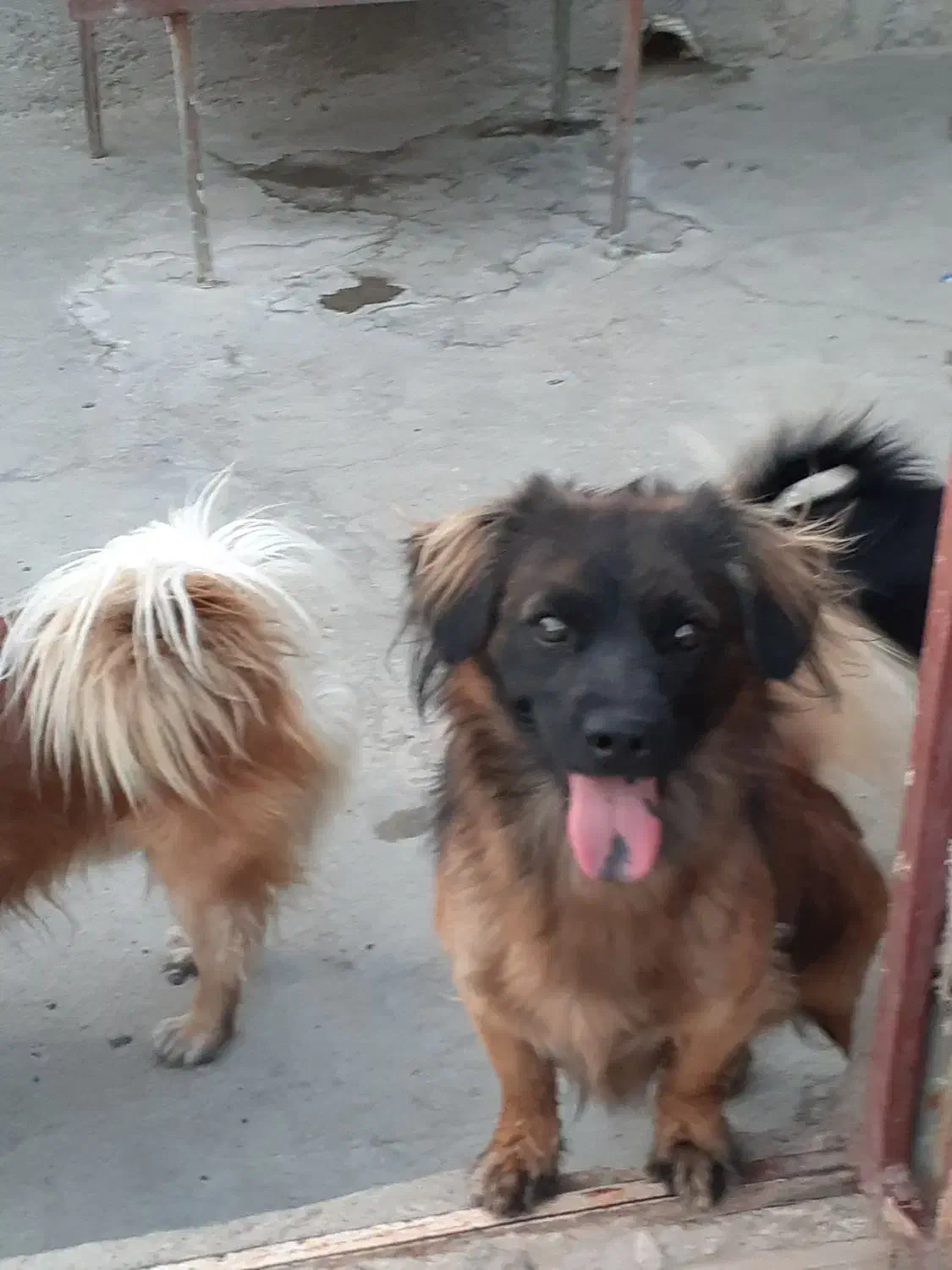 دو عدد سگ ژرمن اشپیتز|سگ|قم, شهرک فاطمیه|دیوار