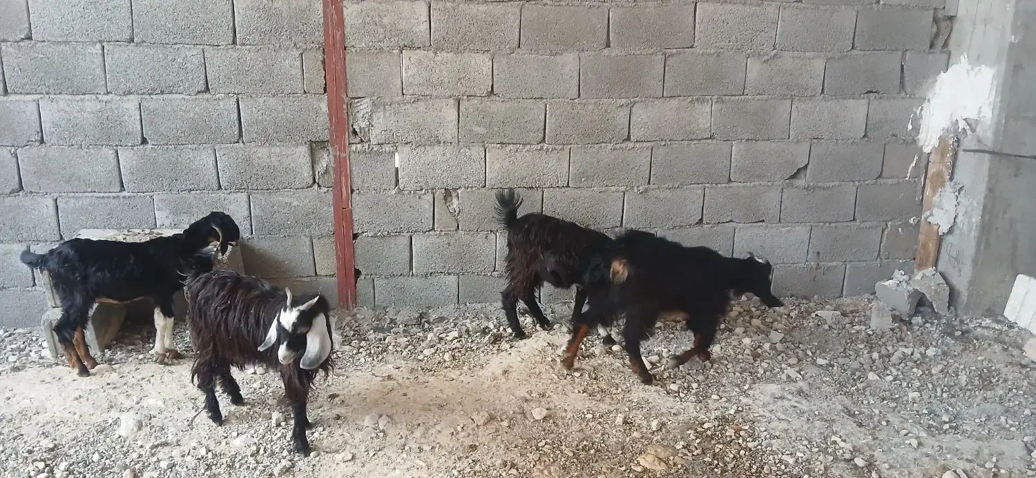 فروش کهره ماده کنگان|حیوانات مزرعه|بندر کنگان, |دیوار