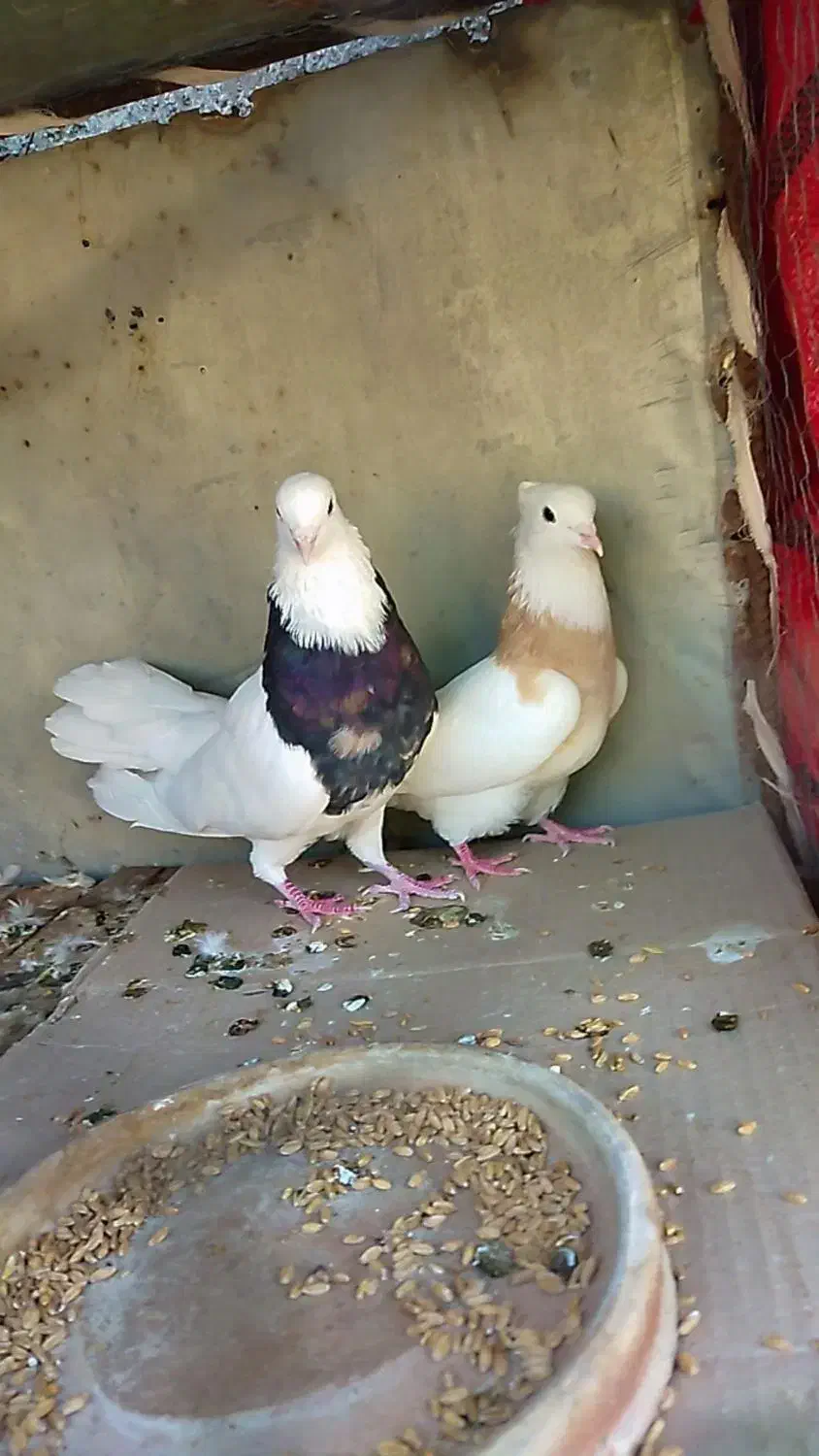 کبوتر طوقی|پرنده|دره شهر, |دیوار