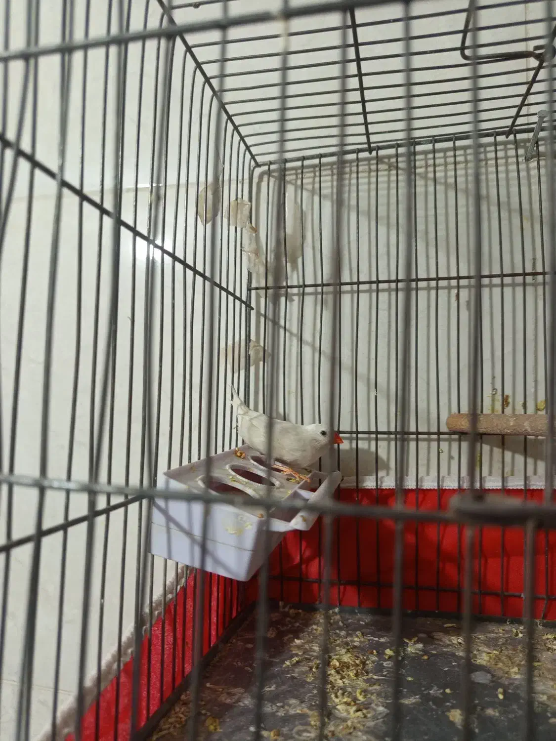 پرنده فنچ|پرنده|کرمان, |دیوار