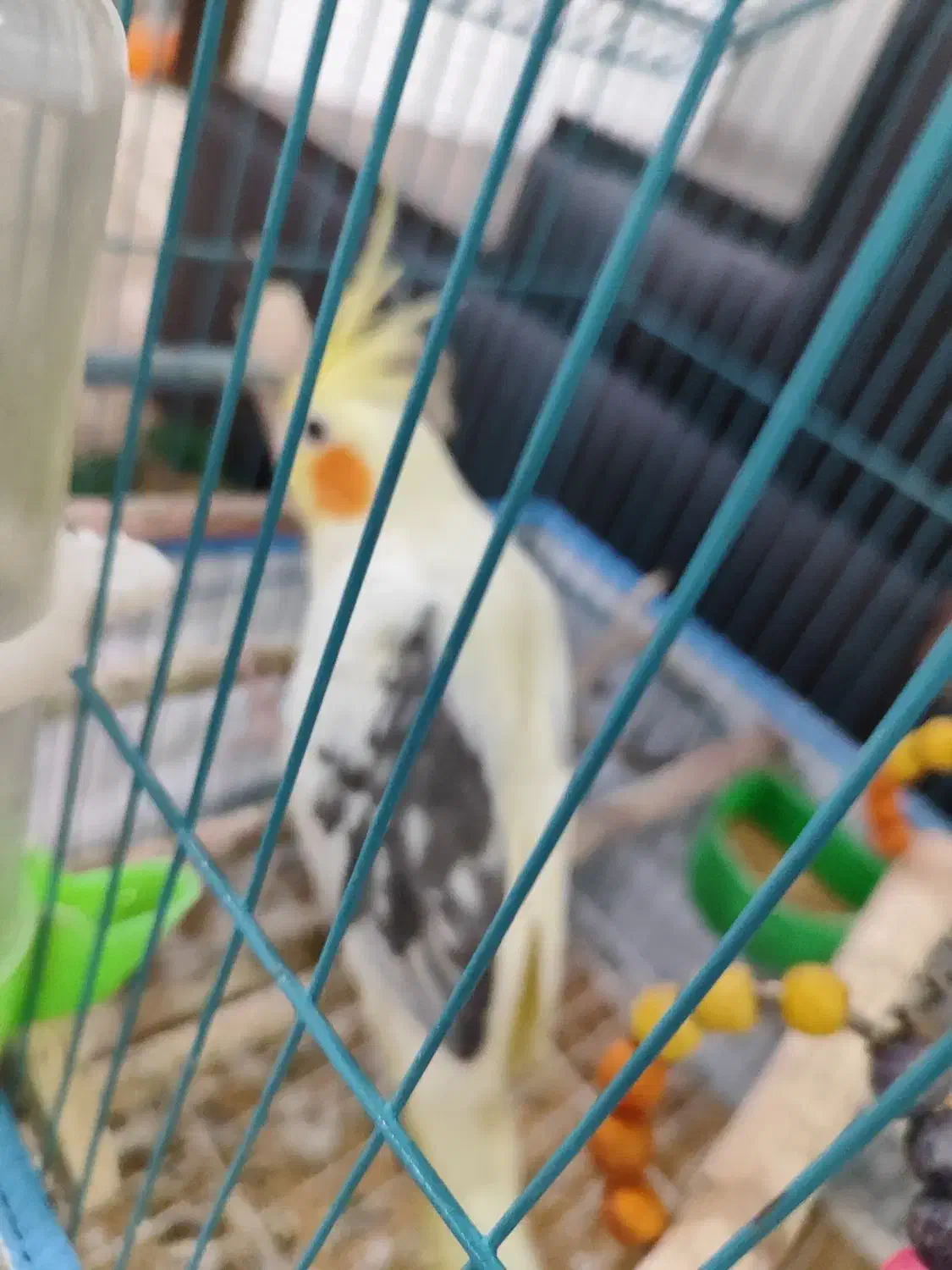 عروس هلندی دستی|پرنده|شبانکاره, |دیوار