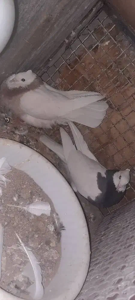 طوقی کاکل پاک پاک نر سیاه ماده دو رنگ|پرنده|زاهدان, |دیوار