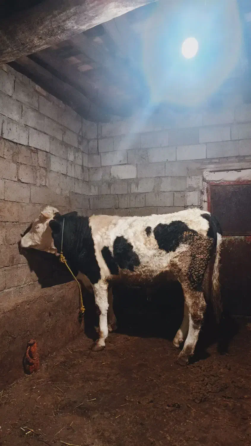 گوساله نر سیمینتال تقریباً 360 الی 370کیلویی|حیوانات مزرعه|سراب, |دیوار