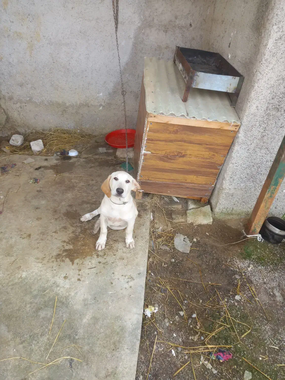 سگ شکاری|سگ|صومعه‌سرا, |دیوار