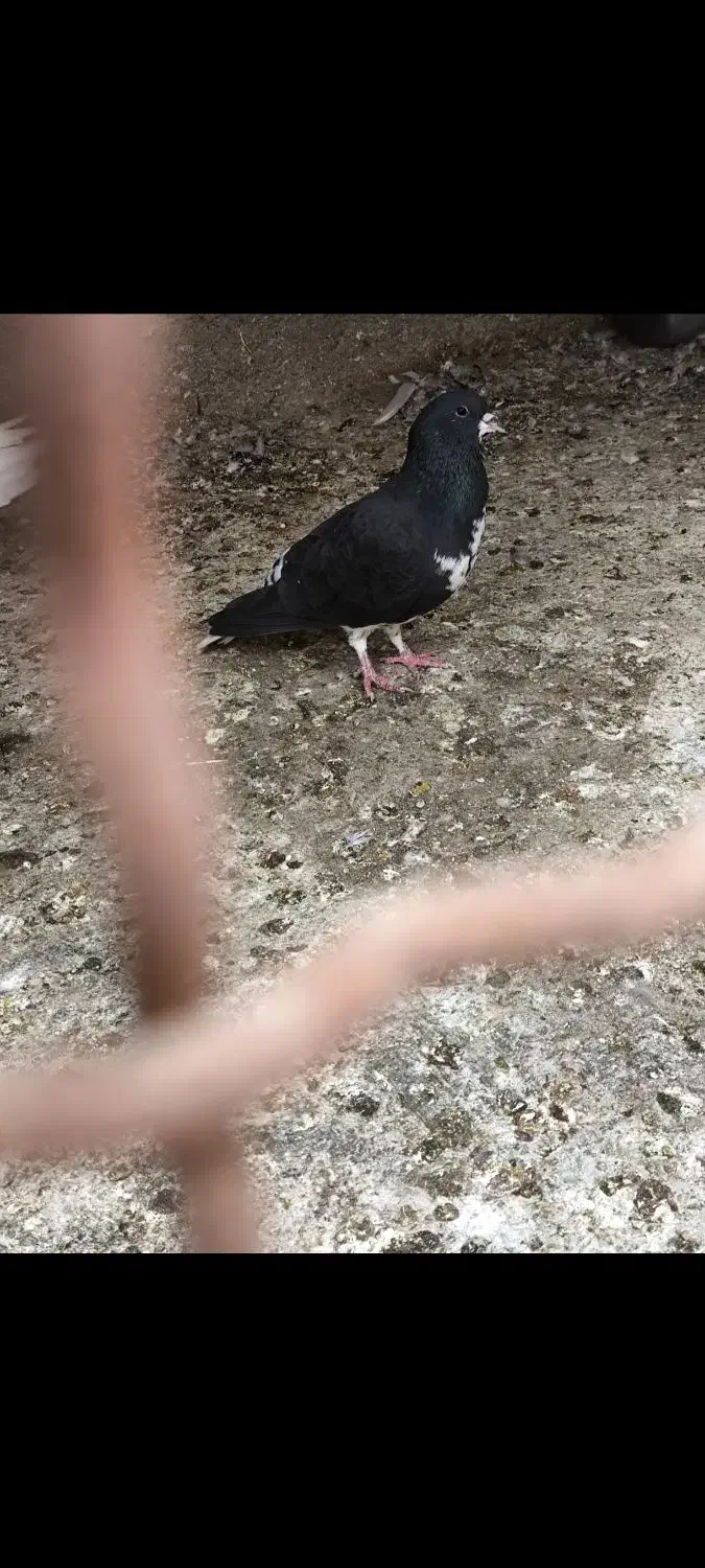 کبوتر|پرنده|برازجان, |دیوار