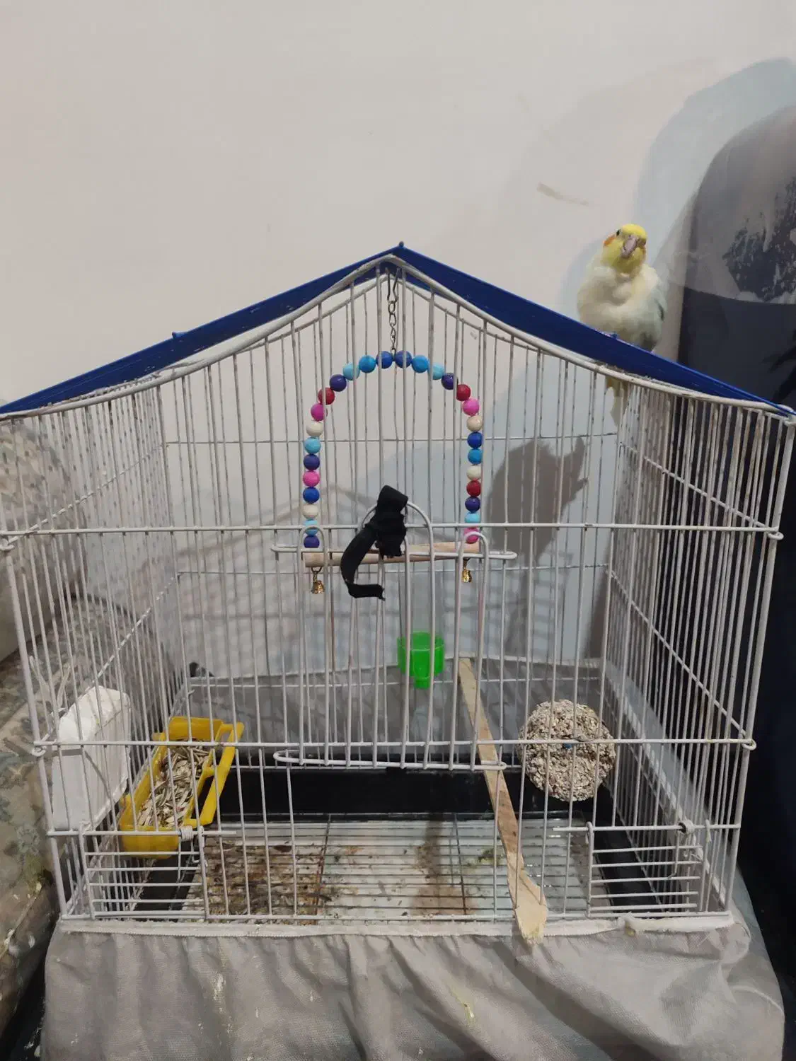 پرنده|پرنده|جیرفت, |دیوار