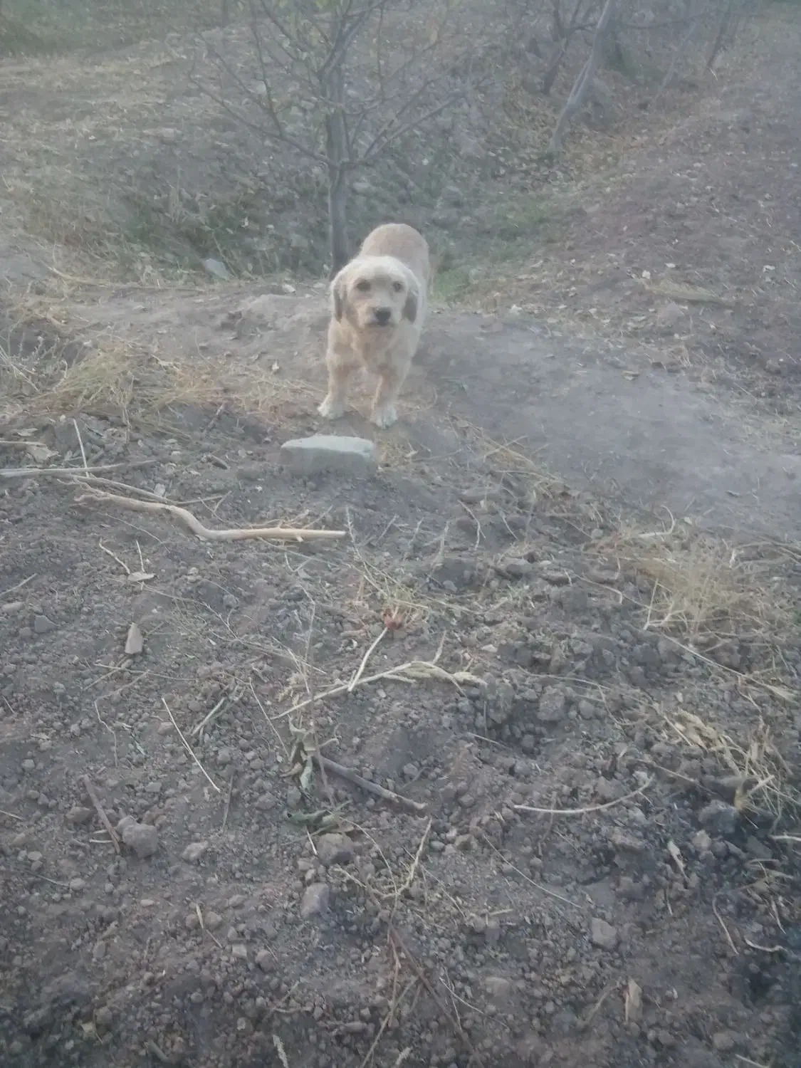 سگ پاکوتاه ماده|سگ|نیشابور, فضل|دیوار