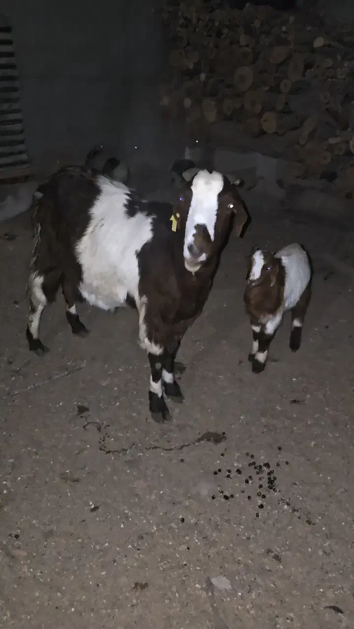 ۳ عدد بز|حیوانات مزرعه|مشهد, کارمندان دوم|دیوار