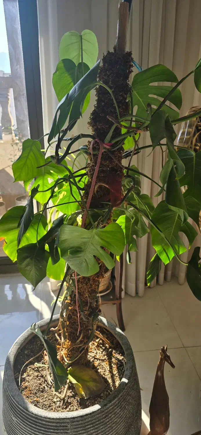 گلدان سفالی|گل و گیاه طبیعی|مشهد, کوشش|دیوار