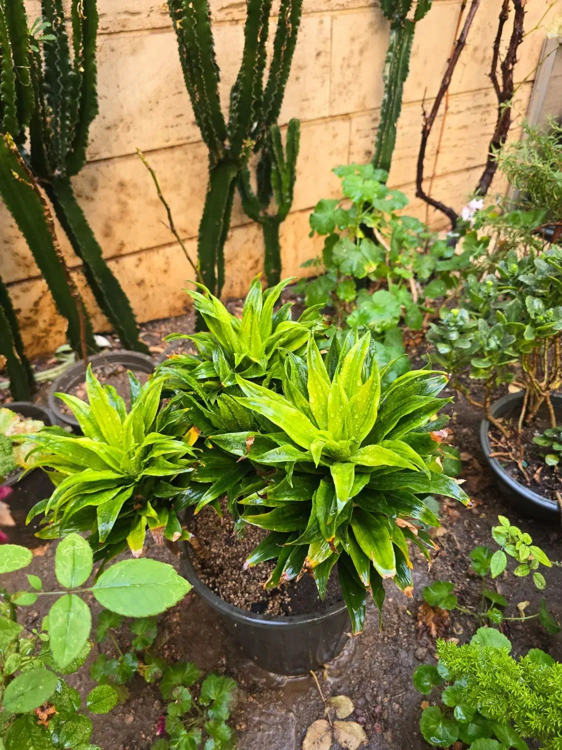 کامپک سانسوریا دم روباهی|گل و گیاه طبیعی|تهران, سلسبیل شمالی|دیوار