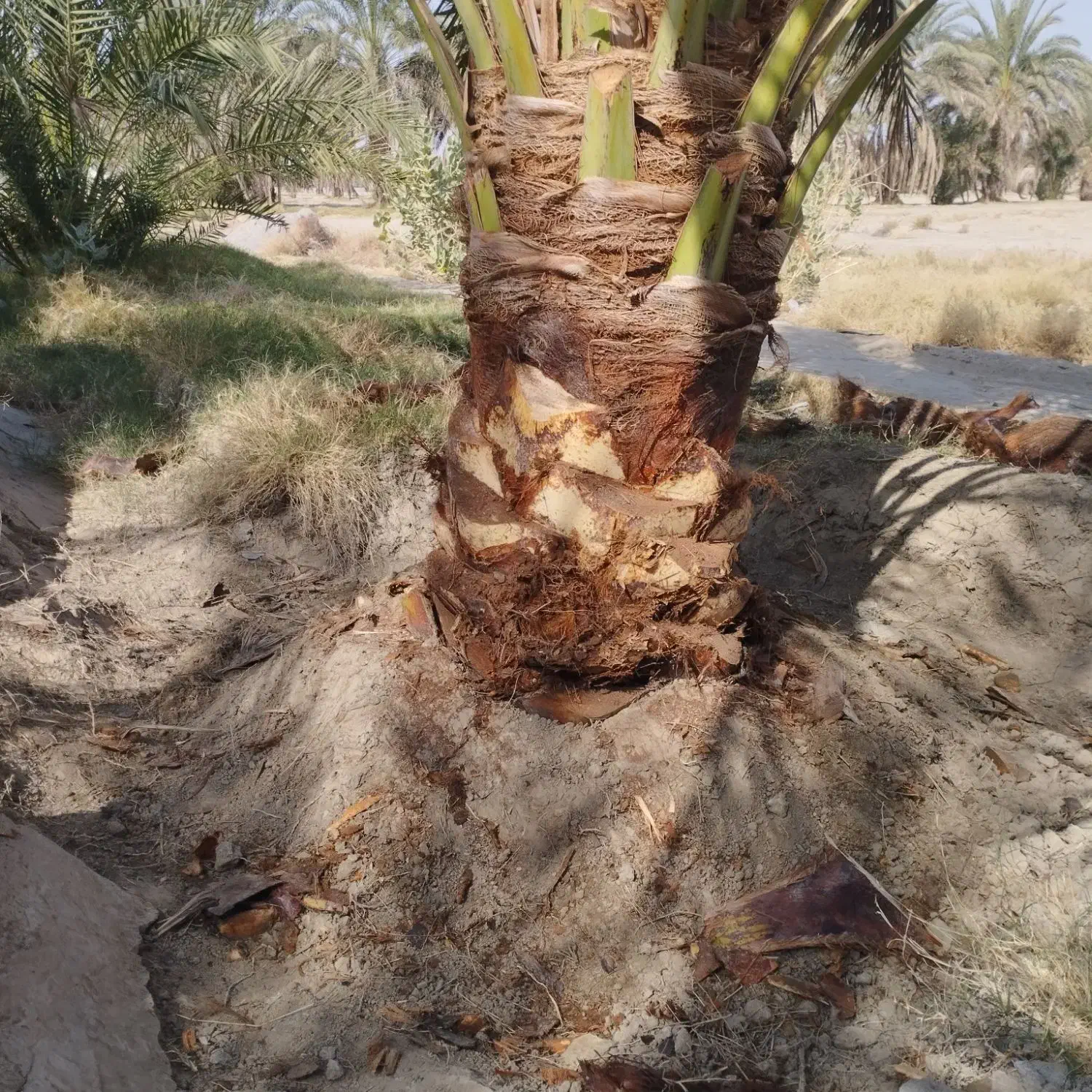 فروش 30عددگوک ربی|گل و گیاه طبیعی|ایرانشهر, |دیوار