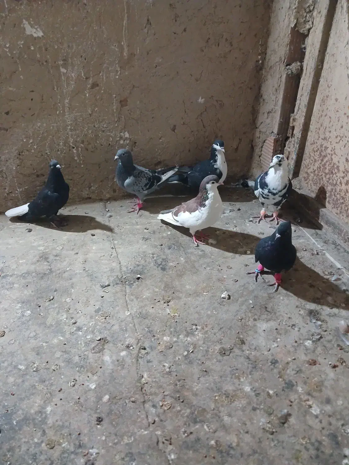 کبوترپرشی|پرنده|شیروان (خراسان), |دیوار