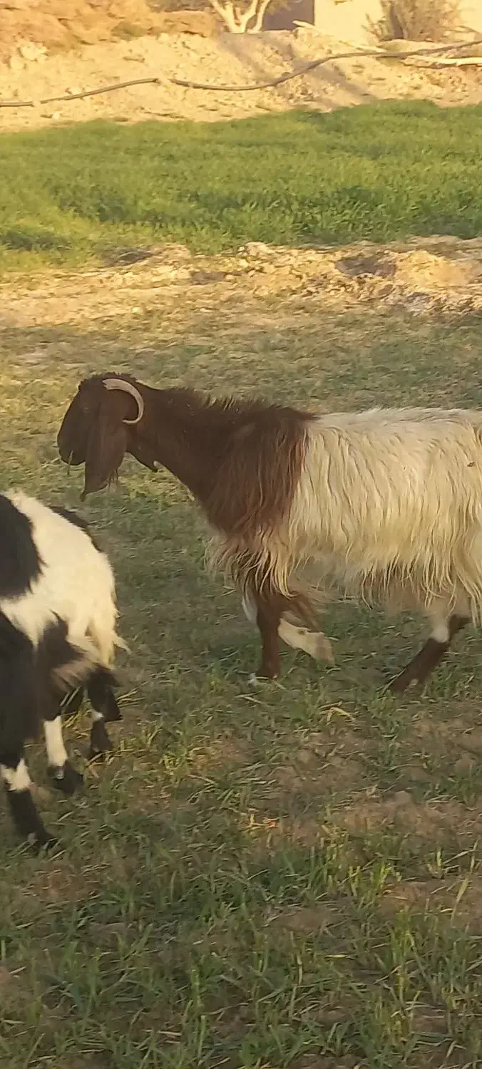 بز ماده|حیوانات مزرعه|زهک, |دیوار