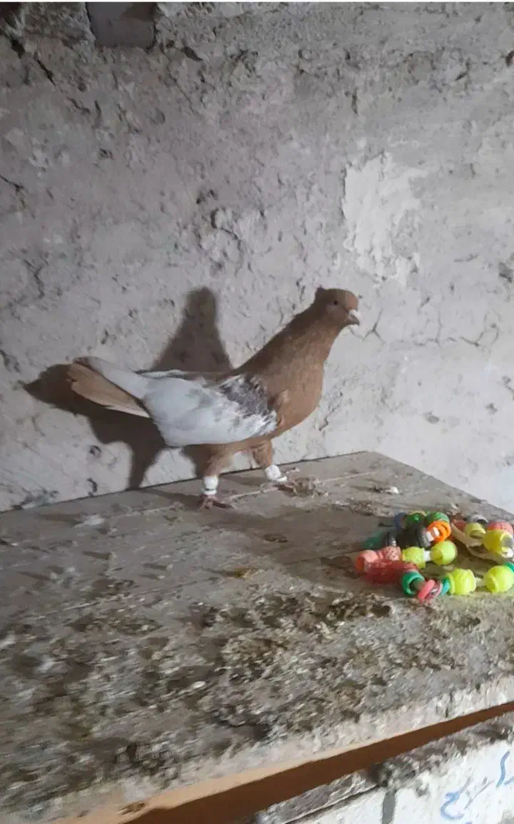 کبوتر|پرنده|قزوین, |دیوار