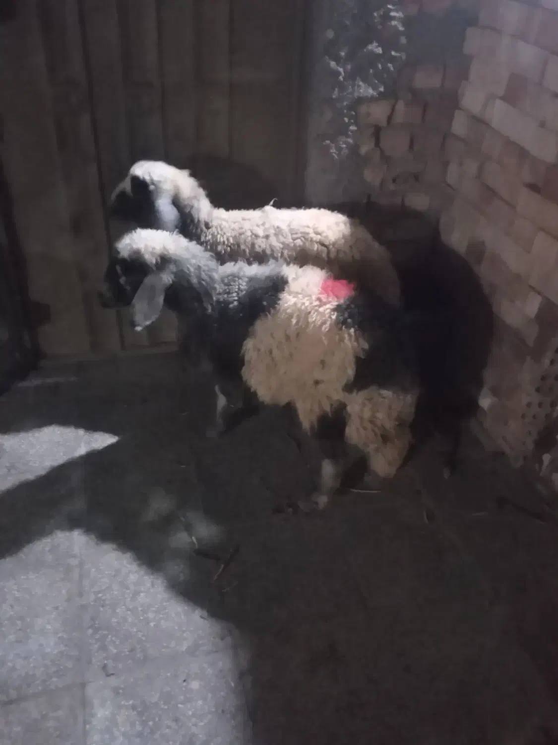 گوسفند|حیوانات|زرند, |دیوار