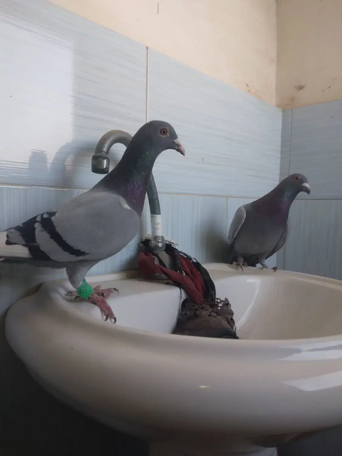 کفتر المانی|پرنده|قوچان, |دیوار